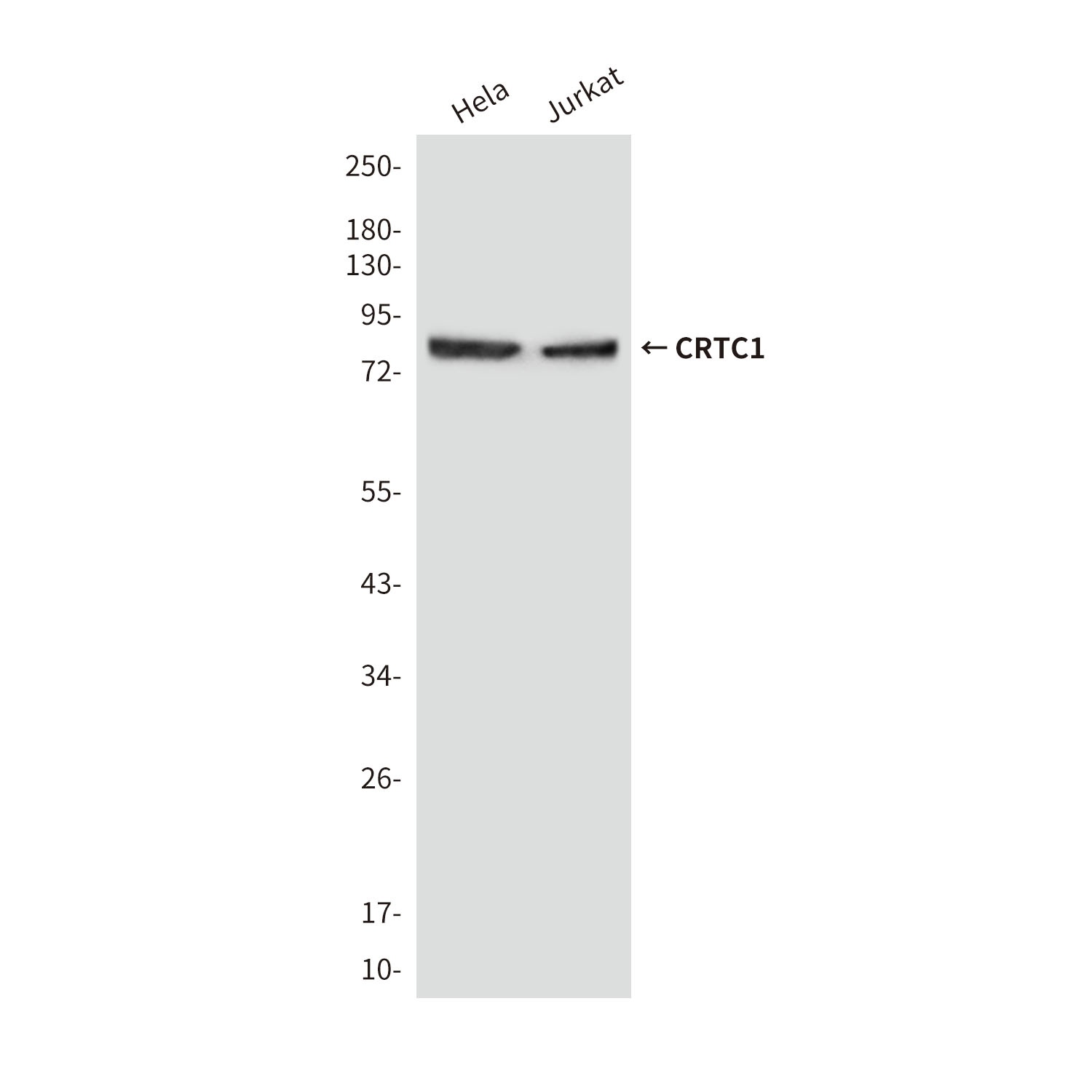 CRTC1 Antibody