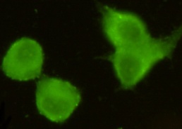 CRTC1 Mouse mAb