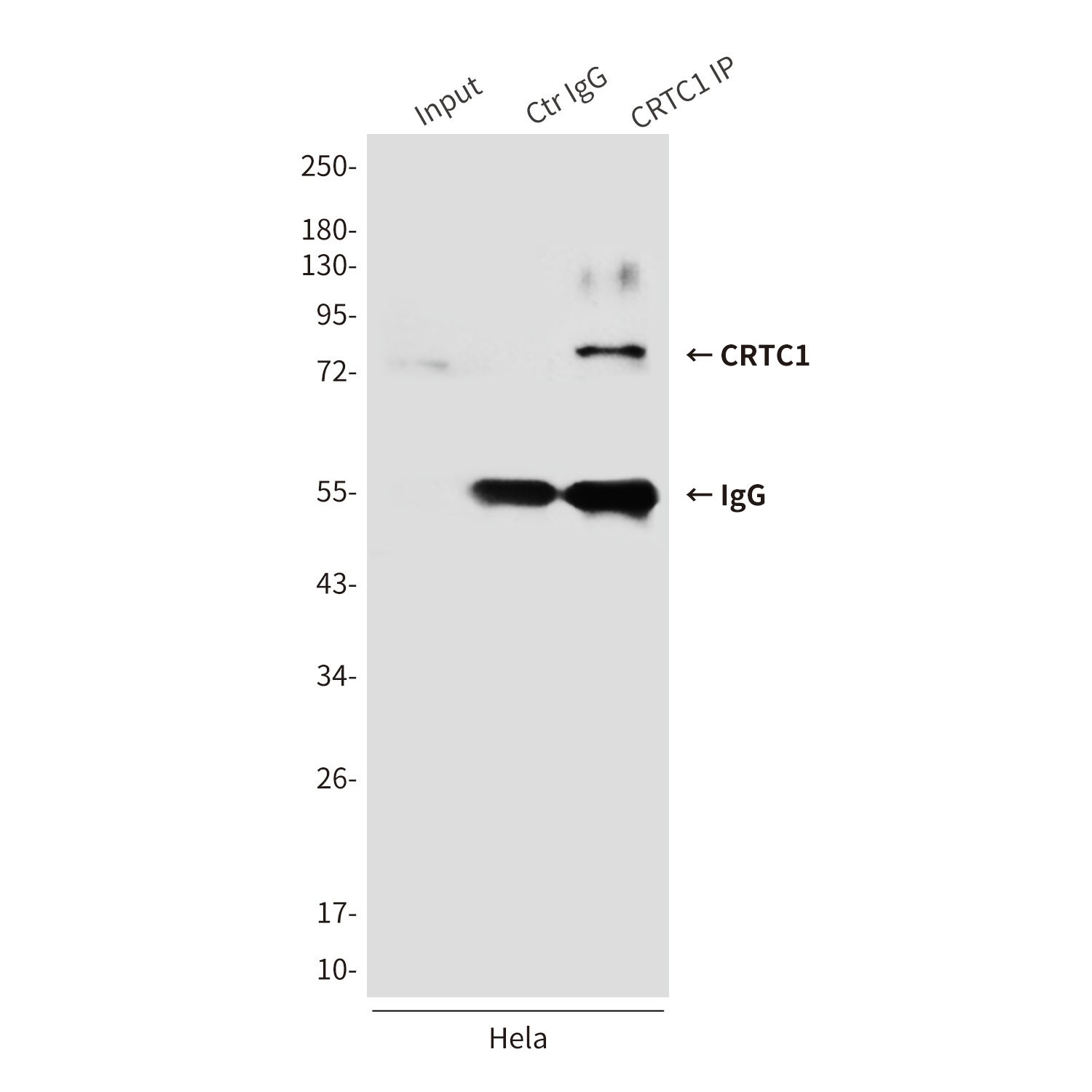 CRTC1 Mouse mAb