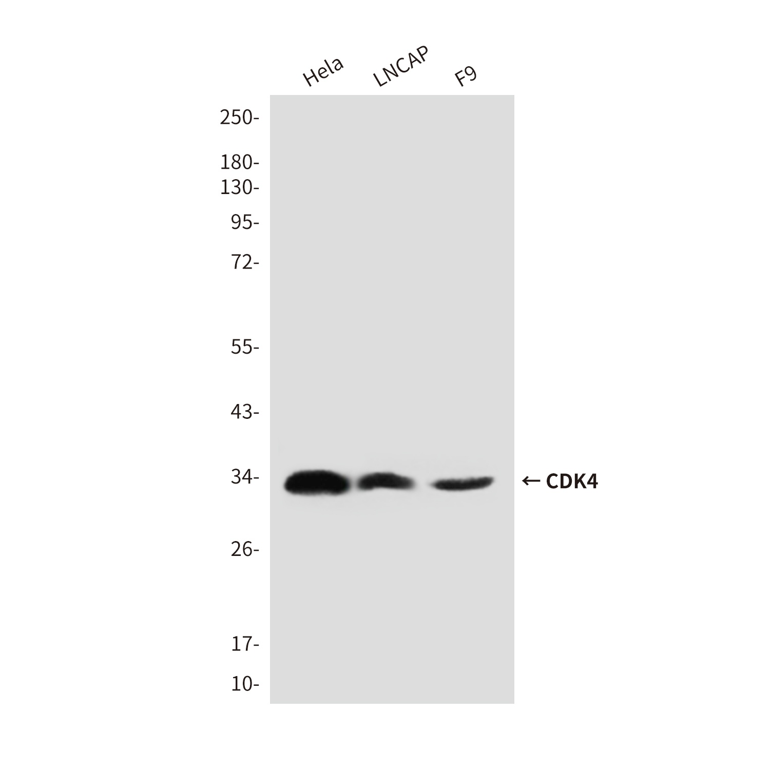CDK4 (3F9) Mouse mAb