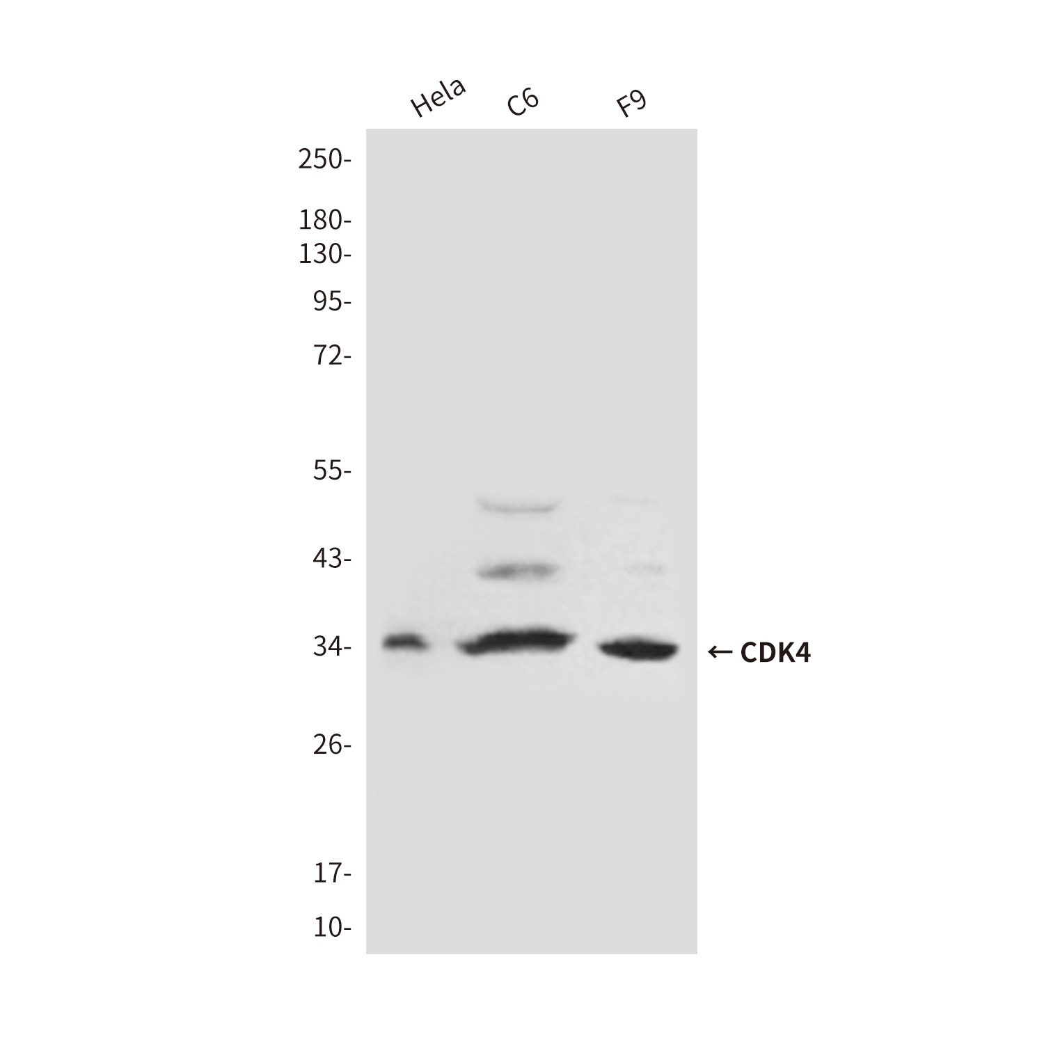 CDK4 (3F9) Mouse mAb