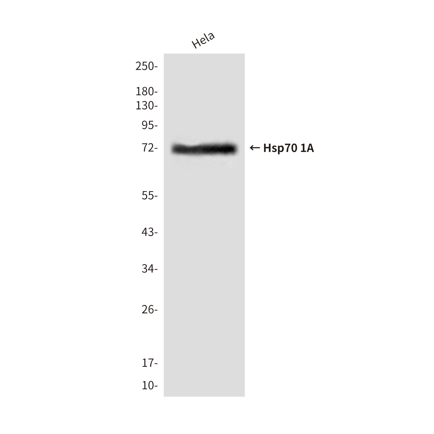 Hsp70 1A (2A11) Mouse mAb