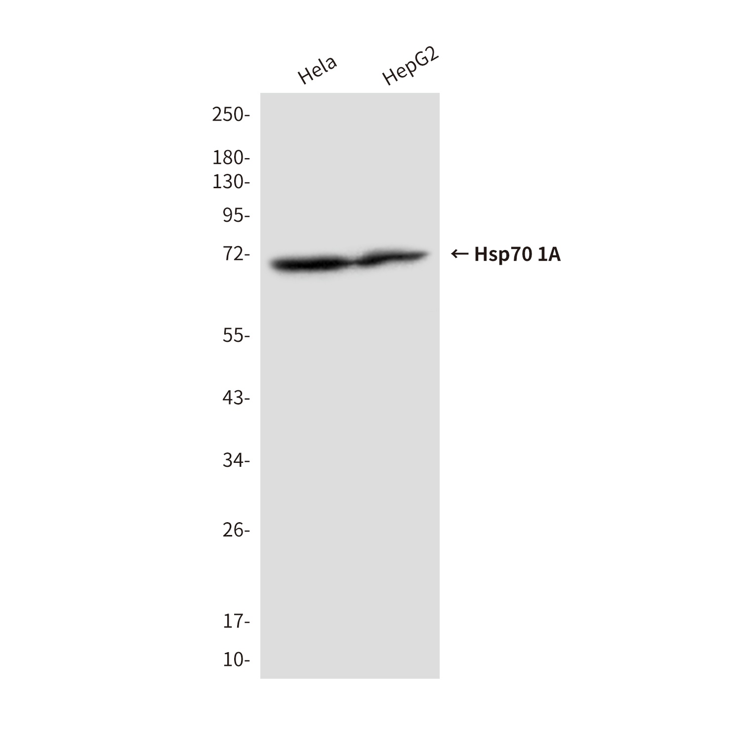 Hsp70 1A (2D4) Mouse mAb