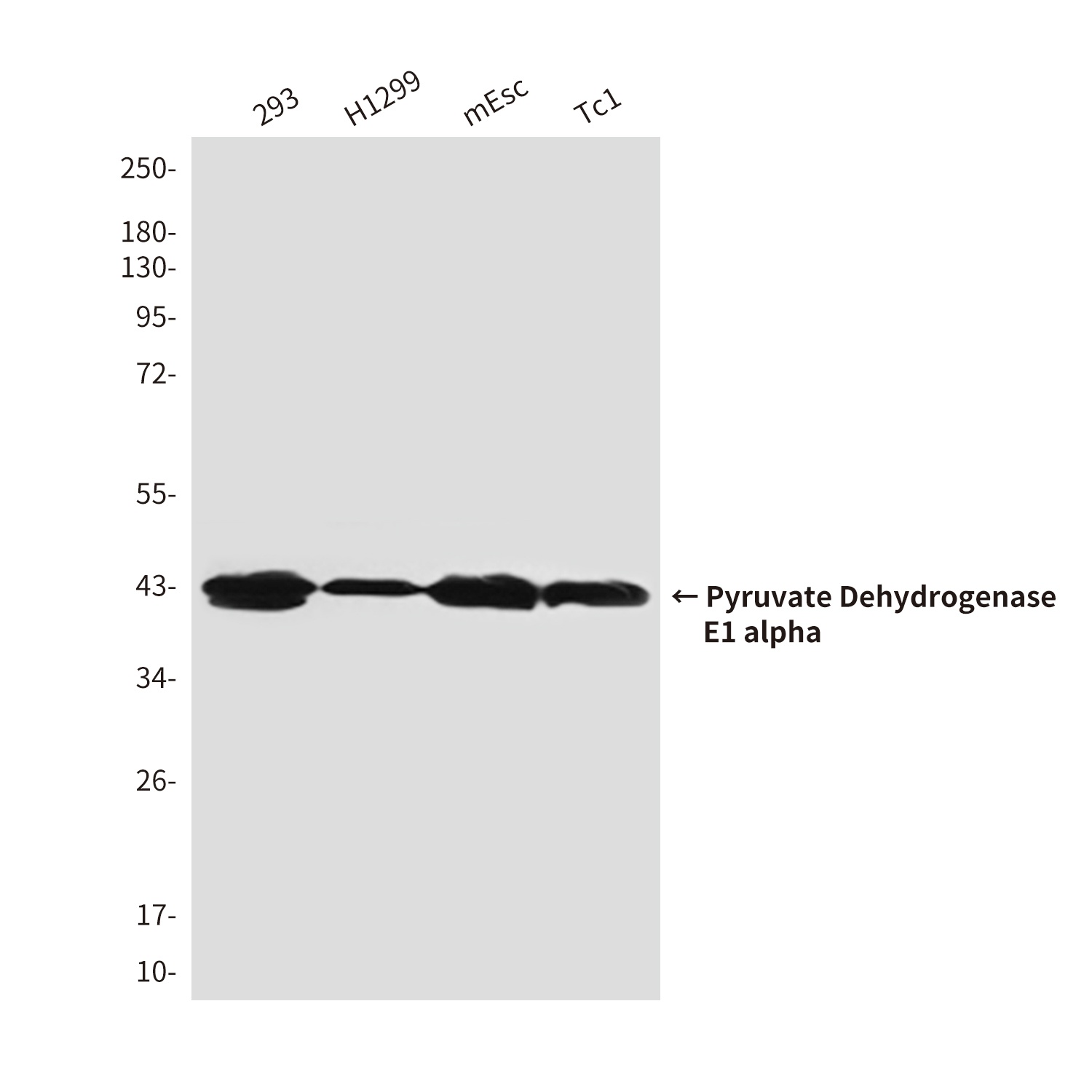 Pyruvate Dehydrogenase E1 alpha (3H2) Mouse mAb