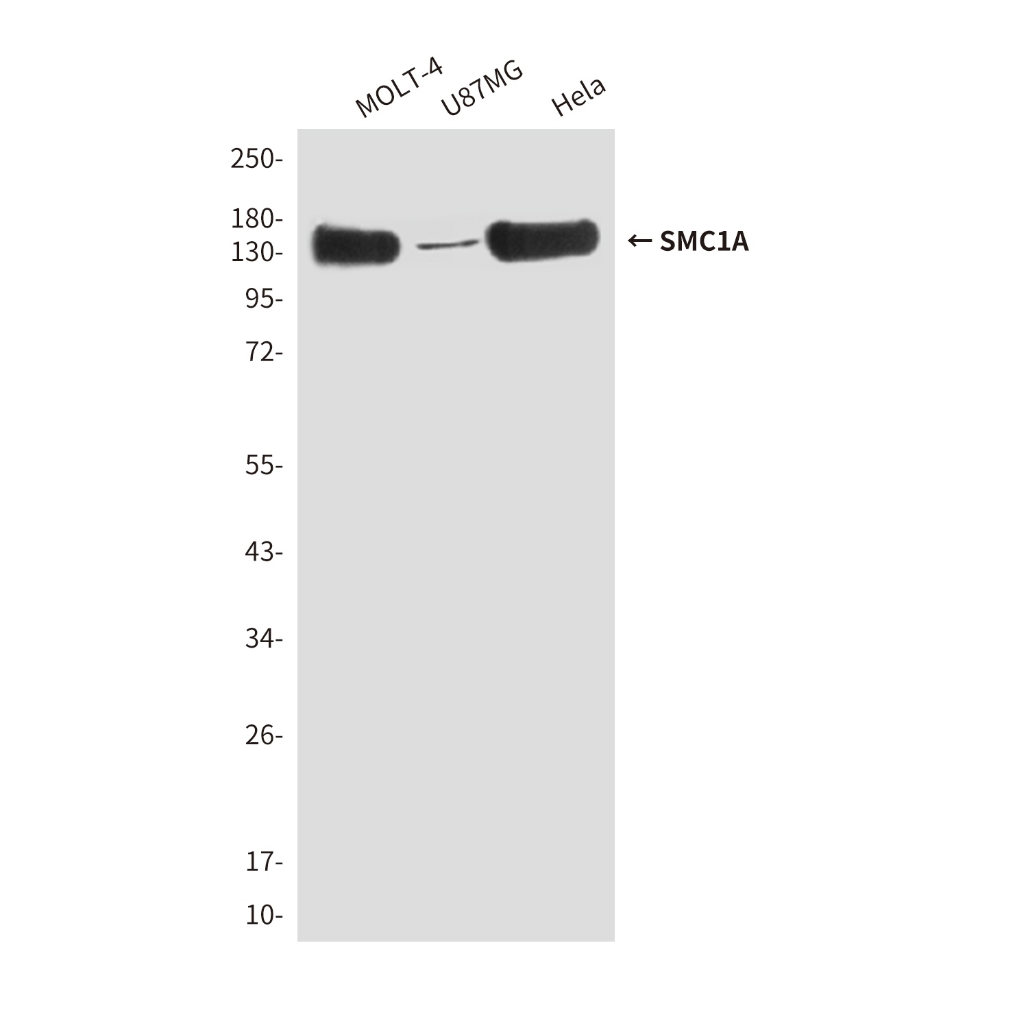 SMC1A (4C5) Mouse mAb