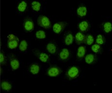SMC1A (4C5) Mouse mAb