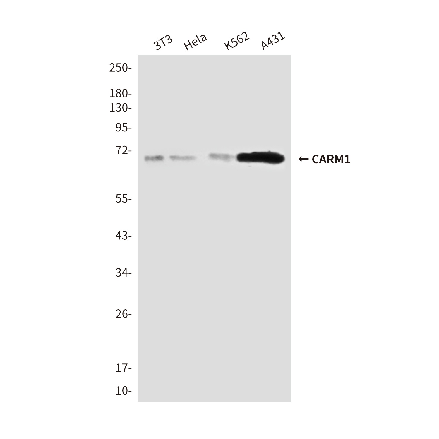 CARM1 (2B9) Mouse mAb