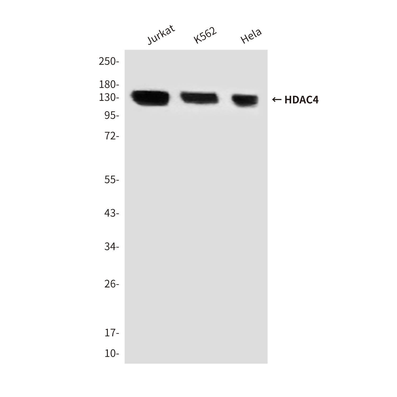 HDAC4 (4A3) Mouse mAb