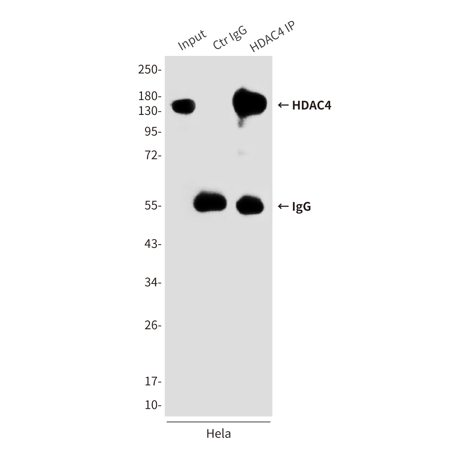 HDAC4 (4A3) Mouse mAb