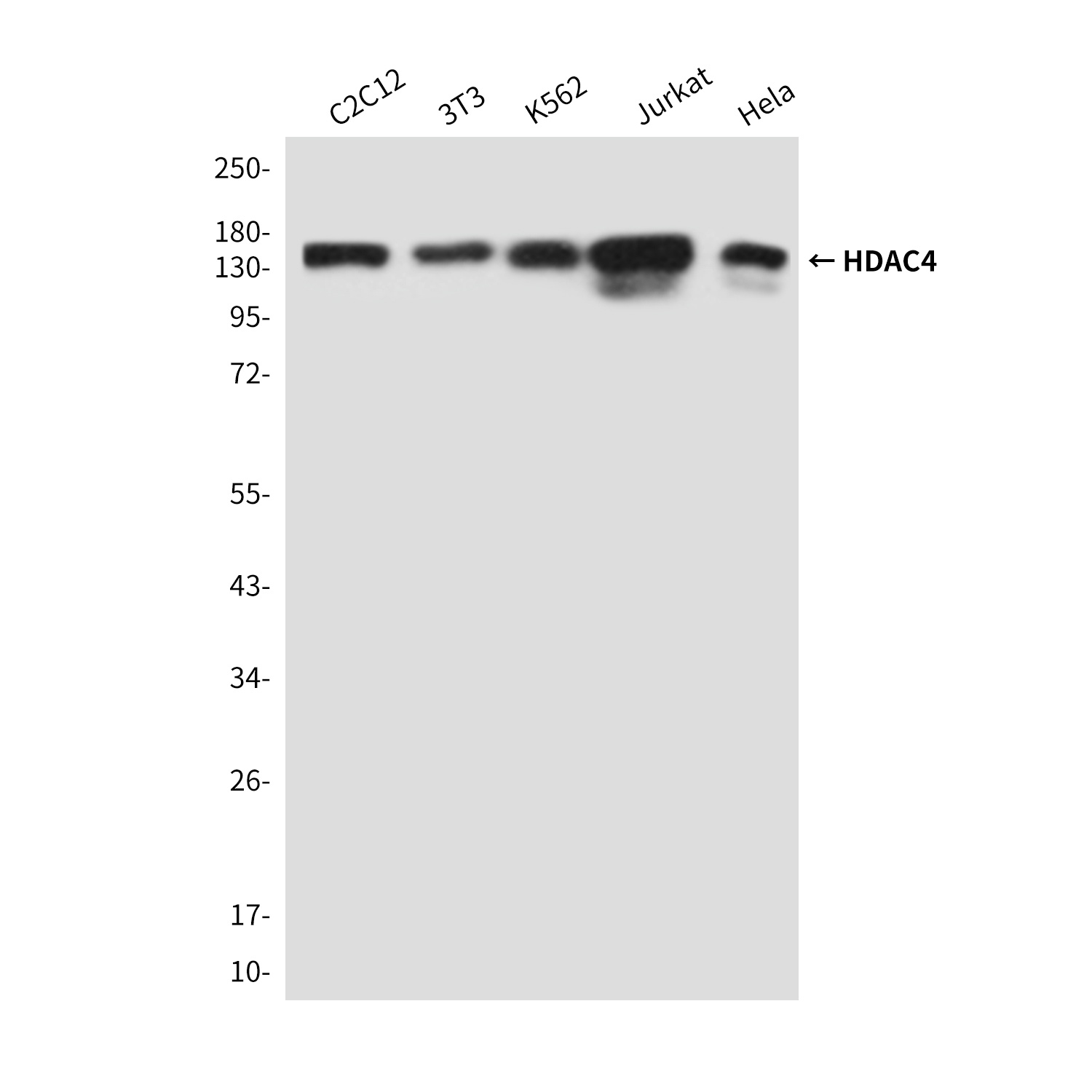 HDAC4 (4A3) Mouse mAb