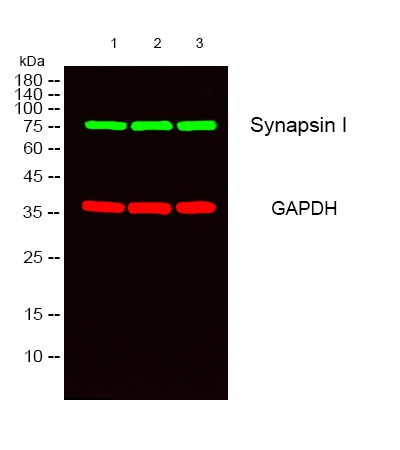 Synapsin 1 Rabbit pAb