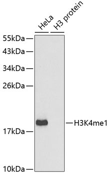 MonoMethyl-Histone H3 (Lys4) Rabbit pAb