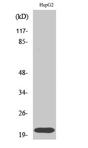 RHOA Antibody