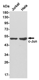 c-Jun Rabbit pAb