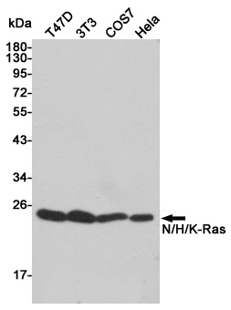 NRAS Antibody