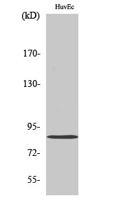 MFN2 Antibody