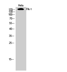 VEGF Receptor 2 Rabbit pAb