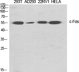 c-Fos Rabbit pAb