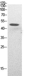 Acetyl-p53 (Lys382) Rabbit pAb