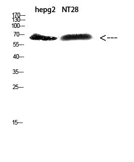 ZFP91 Rabbit pAb