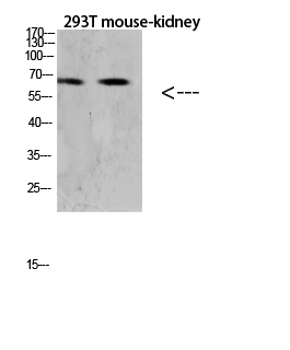 TNFRSF11A Antibody