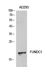 FUNDC1 Antibody
