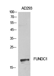 FUNDC1 Rabbit pAb