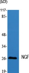 NGF Antibody