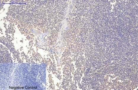 MAP2 (3B5) Mouse mAb