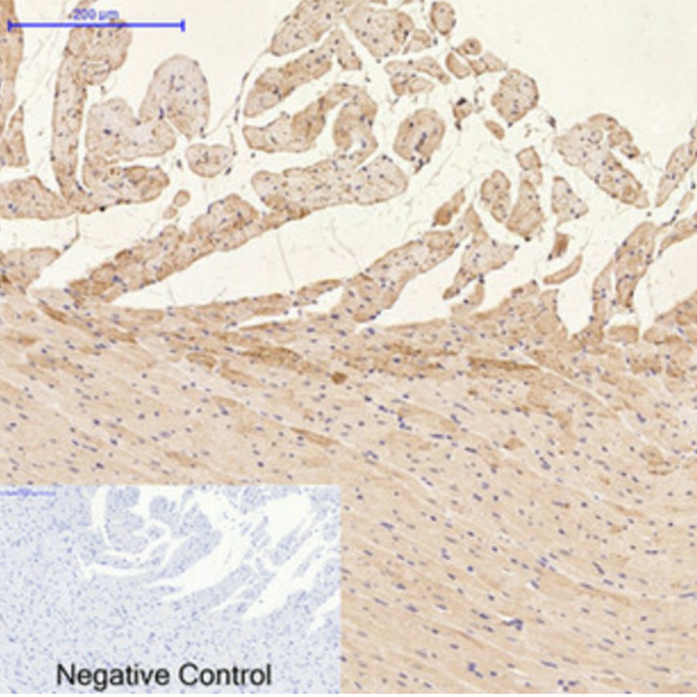 GFAP (9A2) Mouse mAb