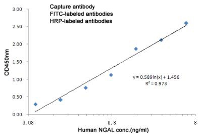 LCN2 Antibody