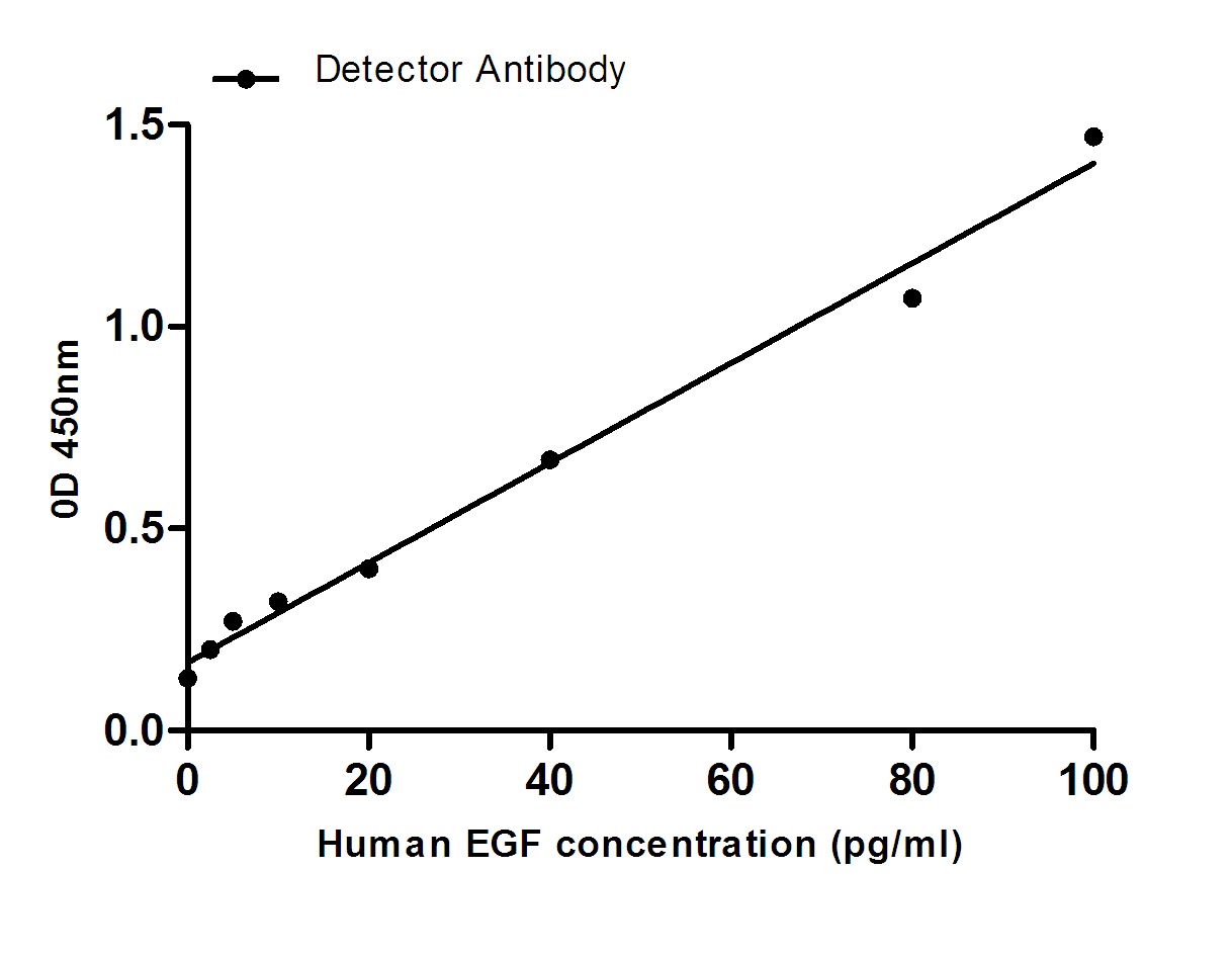 EGF Antibody