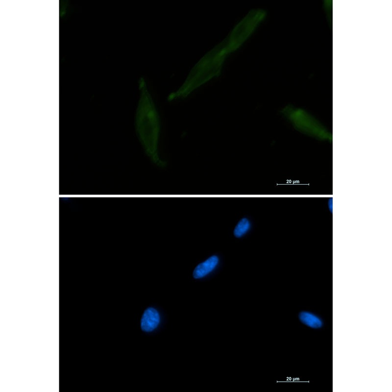 CD147 Rabbit mAb