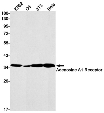 ADORA1 Antibody