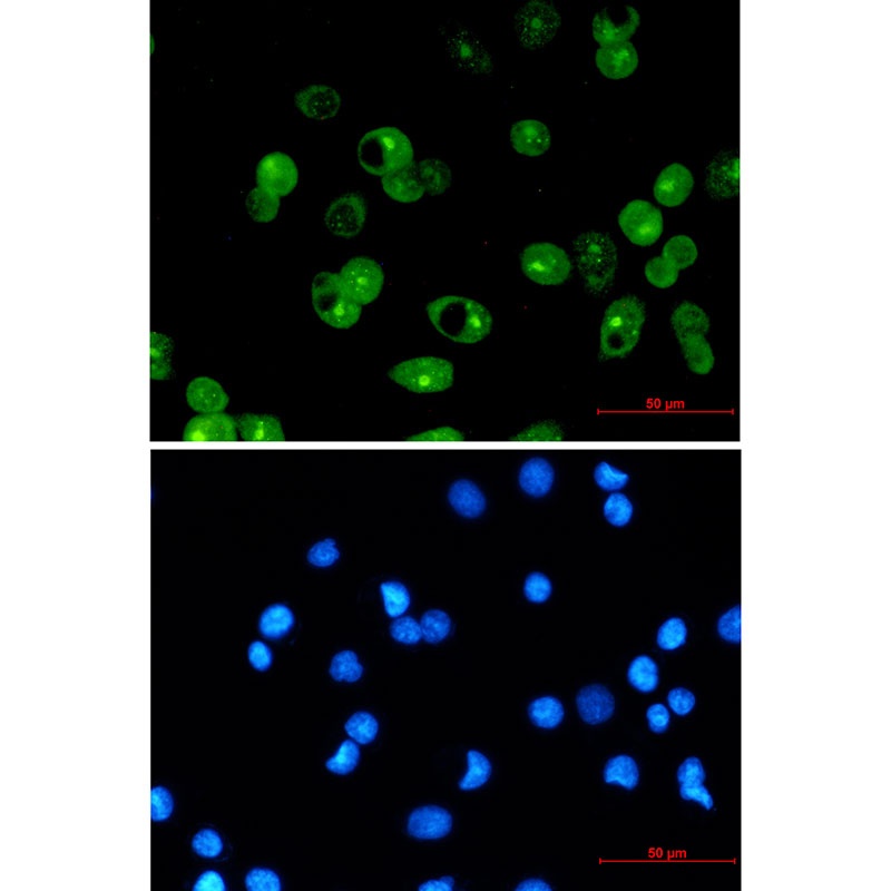 MCL1 Rabbit mAb
