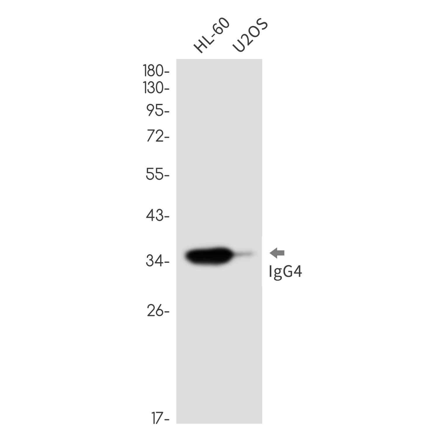 IGHG4 Antibody