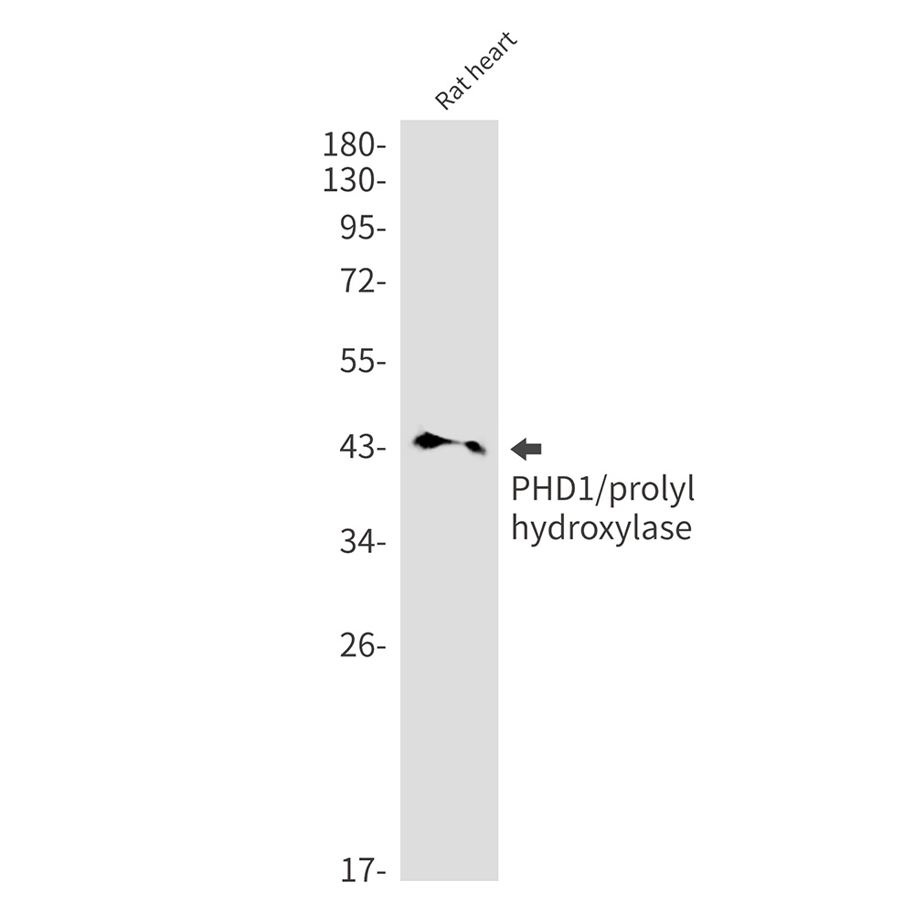 EGLN2 Antibody