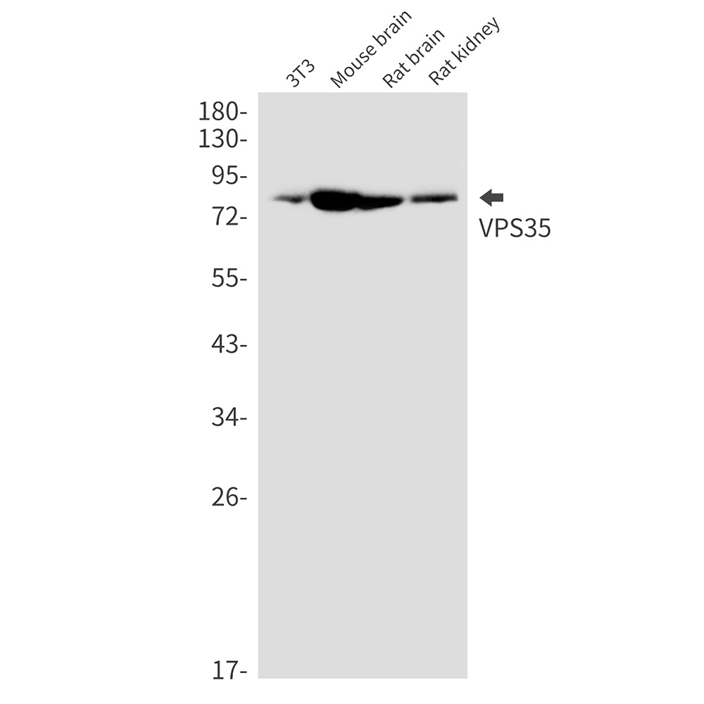 VPS35 Antibody
