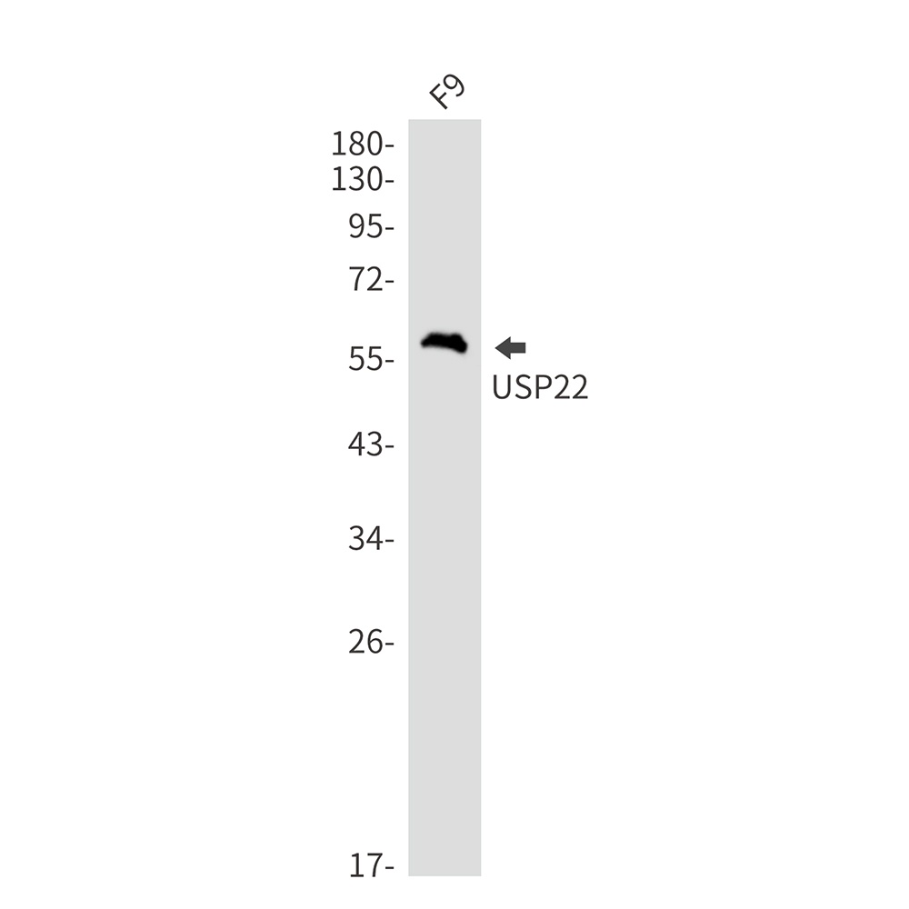 USP22 Antibody