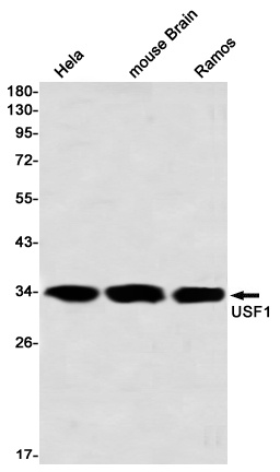 USF1 Antibody