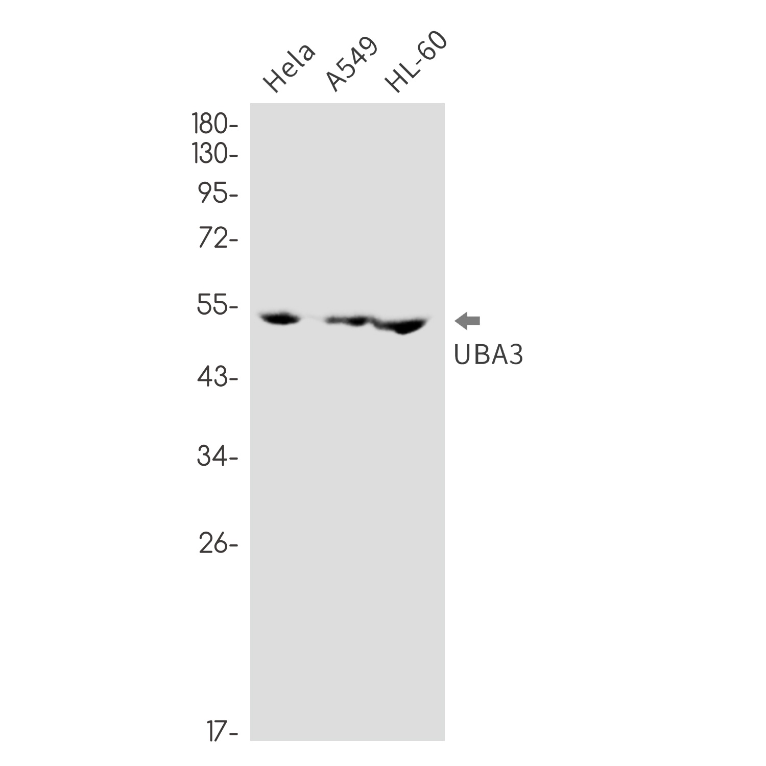 NEDD8 Activating Enzyme E1C Rabbit mAb