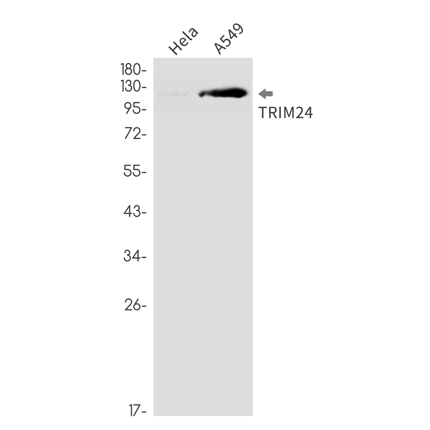 TRIM24 Antibody