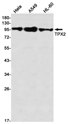 TPX2 Antibody