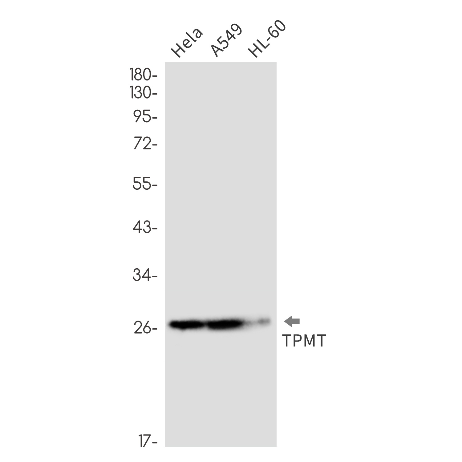TPMT Antibody