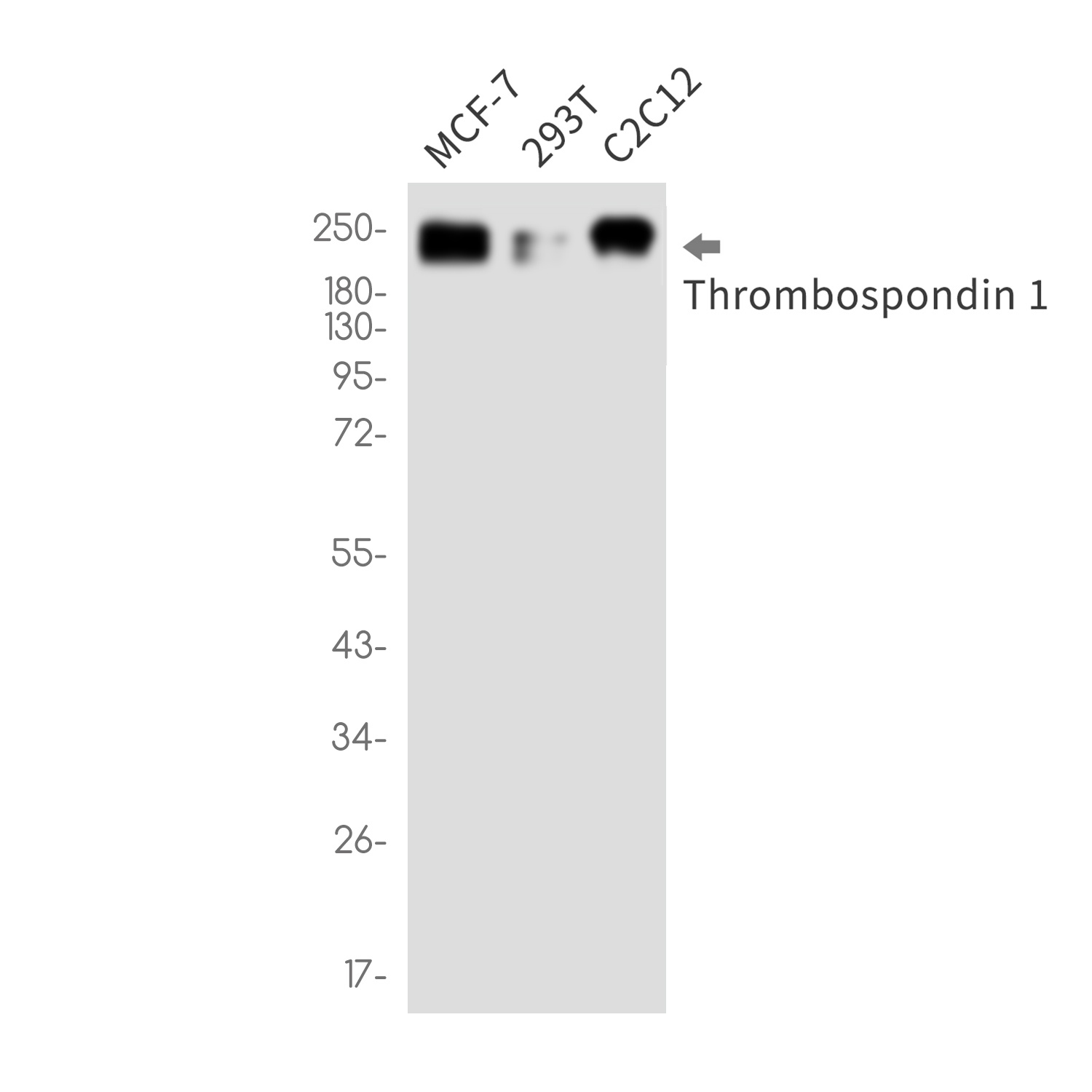 THBS1 Antibody