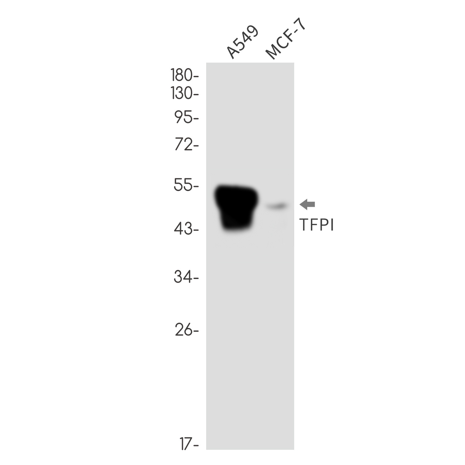 TFPI Antibody