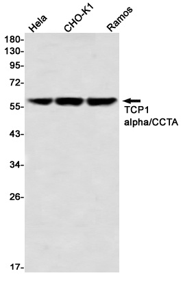 TCP 1 alpha Rabbit mAb