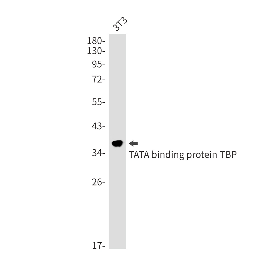 TBP Antibody