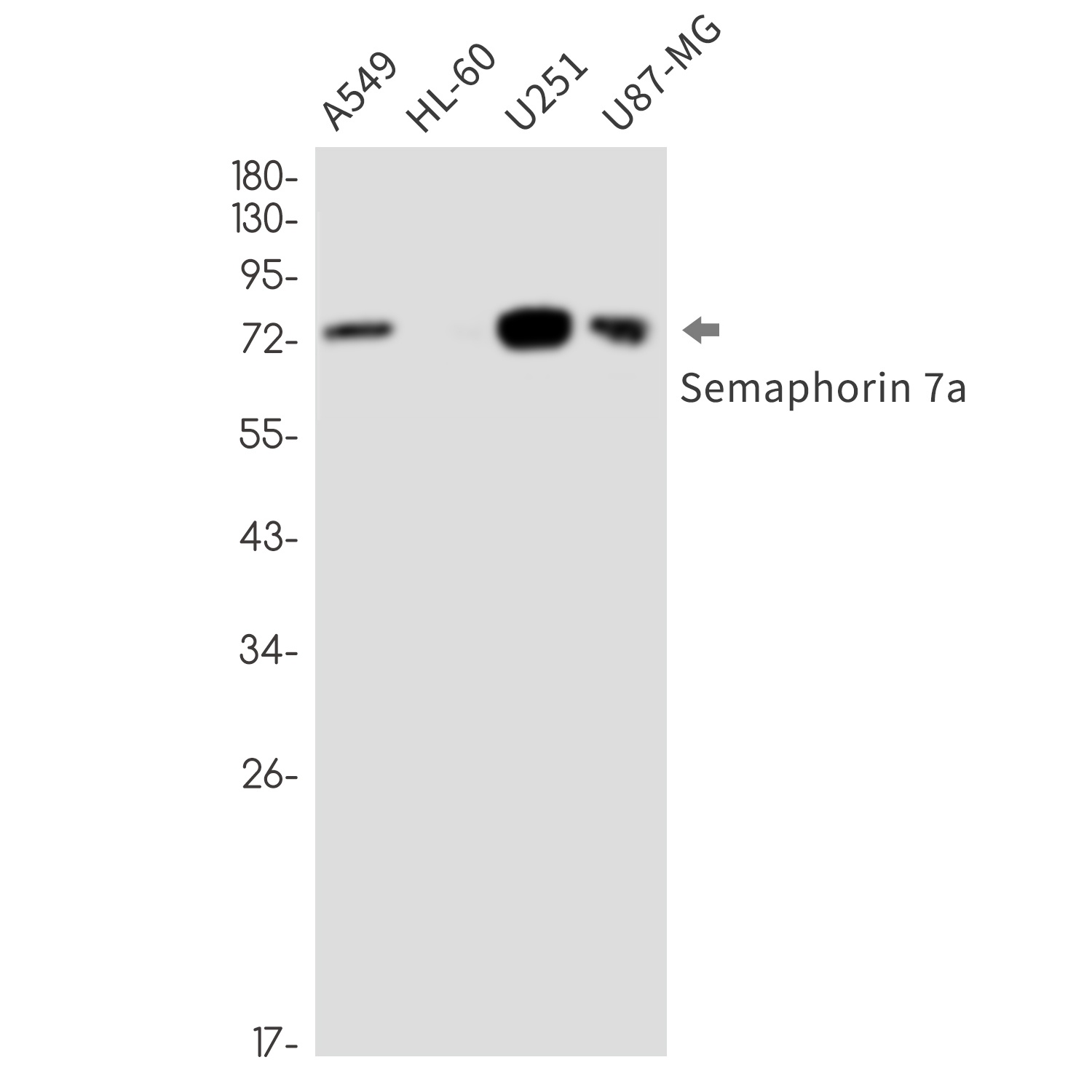 SEMA7A Antibody