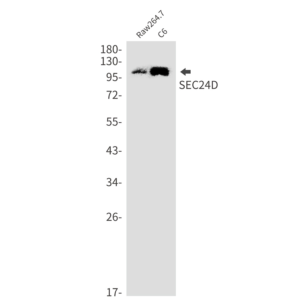 SEC24D Rabbit mAb